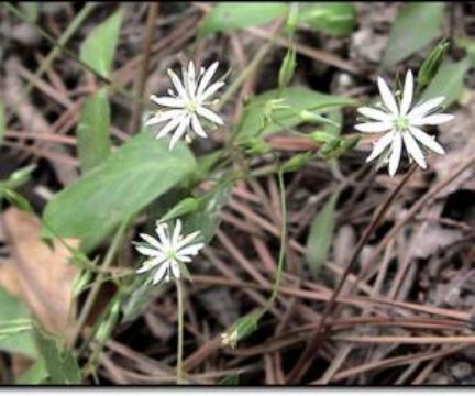 Stellaria Media Extract 